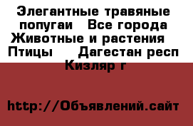 Элегантные травяные попугаи - Все города Животные и растения » Птицы   . Дагестан респ.,Кизляр г.